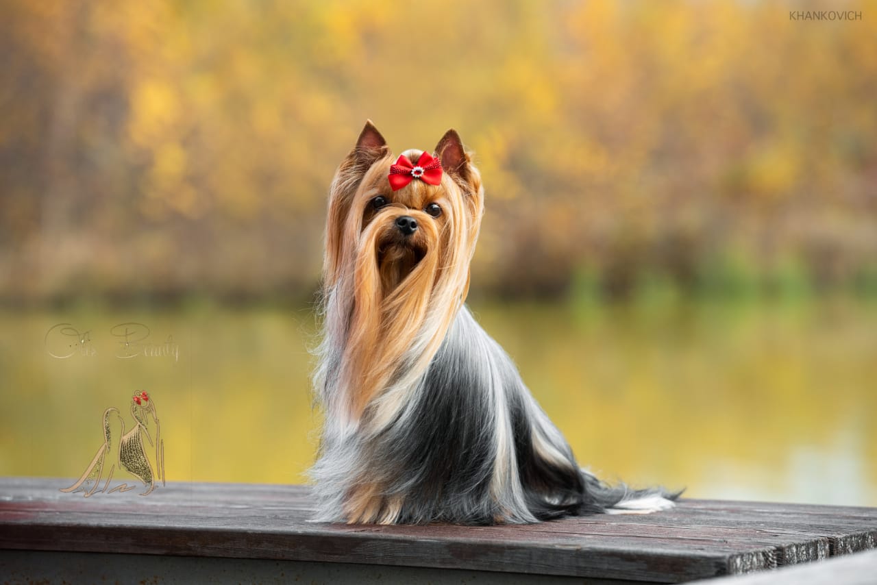 OLIS BEAUTY OLIS BEAUTY BRAVISSIMA GEL — Labaza DogPedigree YorkshireTerrier